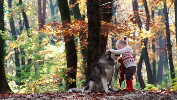 소녀와 개입니다 여자는 그녀의 강아지와 연주입니다 소녀는 숲에서 강아지와 연주입니다 — 비디오