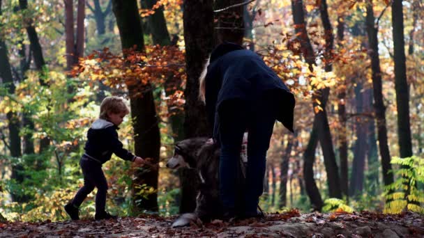 Glückliches Kleines Kind Kleines Mädchen Lacht Und Spielt Herbst Auf — Stockvideo