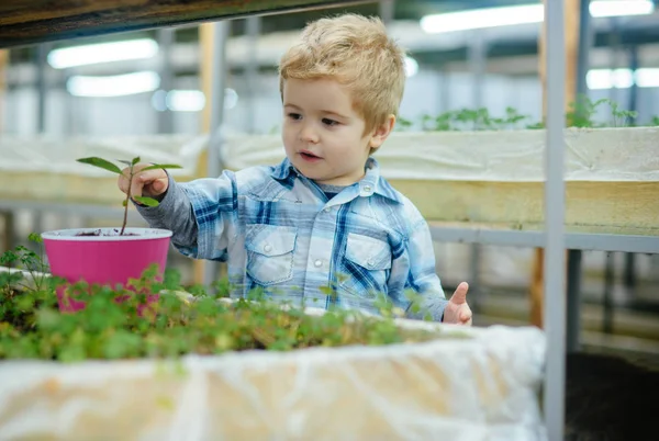 ピンクの鉢に花を植える小さな金髪の少年 温室効果 幸せな子供時代の概念で楽しい時間 — ストック写真