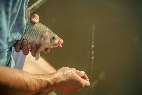 Peixe desengatado em mãos masculinas sobre fundo de água doce — Fotografia de Stock