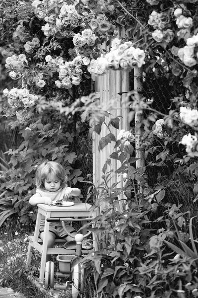 Small boy eating near rose bush — Stock Photo, Image