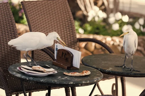 Birds steal pizza leftovers from table — Stock Photo, Image