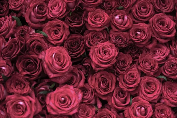 Rosas fundo floral, floricultura — Fotografia de Stock