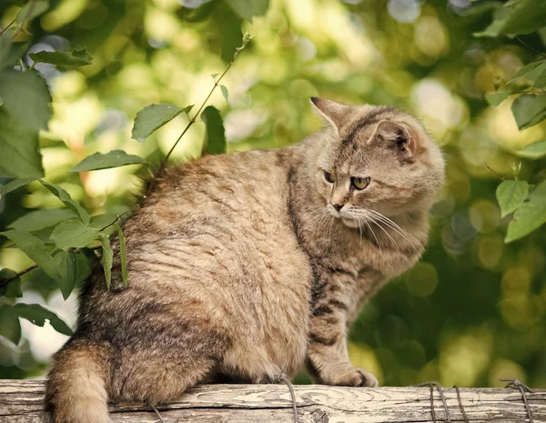 Roztomilý kočka s chlupatý kabát sedí na plotě — Stock fotografie