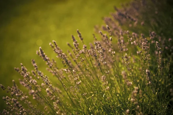 Lawenda, kwitnących na słoneczne pola — Zdjęcie stockowe