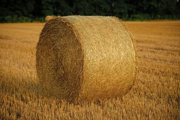 Yem, yem, haymaking — Stok fotoğraf