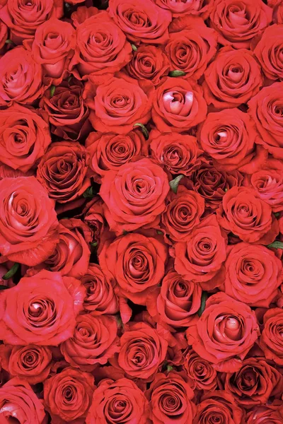 Rosas com pétalas vermelhas, primavera — Fotografia de Stock