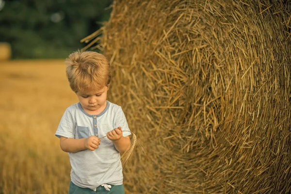 Juego del niño con el spikelet en granja o campo del rancho, vacaciones — Foto de Stock