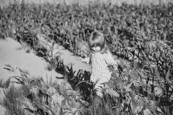 Kisfiú a zöld mezőben a kukorica vagy a kukorica — Stock Fotó