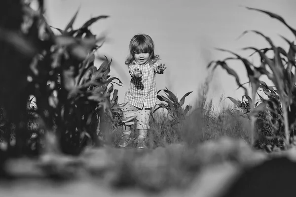 Malý chlapec v zeleném poli kukuřice nebo kukuřice — Stock fotografie