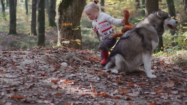 Chica y perro. Hermosa mujer jugando con su perro. Niño y perro. Chica jugando con el perro en el bosque. Niña con cáscara en el bosque. Chica jugando con su husky en el parque . —  Fotos de Stock