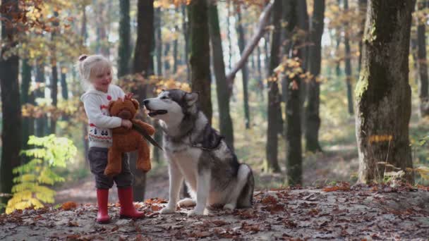 Kız ve köpek. Güzel kadın köpeğiyle oynuyor. Çocuk ve köpek. Ormandaki köpekle oynayan kız. Husky ormandaki küçük kız. Onun husky parkta oynarken kız. — Stok video