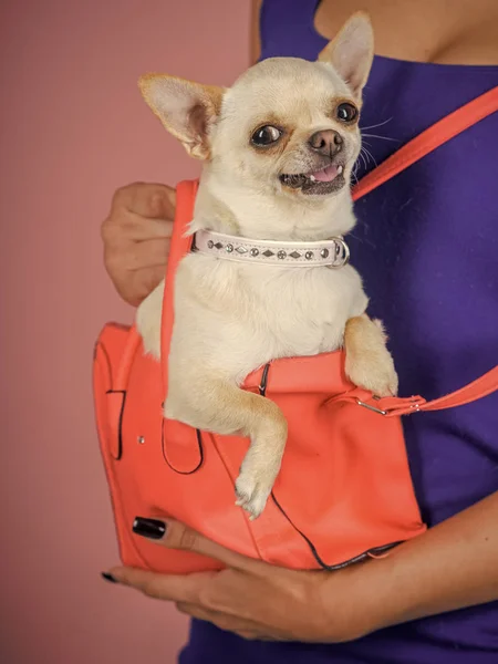 Viso di cucciolo con sorriso felice su sfondo viola — Foto Stock