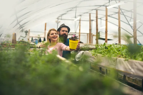 Two gardeners look at beautiful flower in yellow pot. Brutal man in fedora hat with long beard hugging smiling blond lady in greenhouse. Family business concept — Stock Photo, Image
