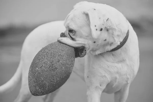 赤いボールと Padigree 犬 — ストック写真