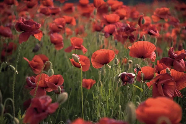 Fiori Papaveri rossi fioriscono sul campo selvatico. — Foto Stock