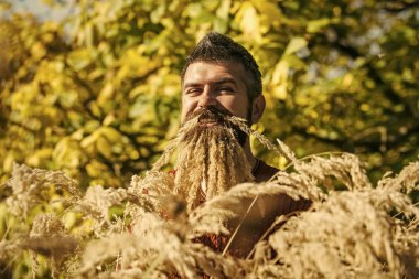Berber ve Kuaför, spikelet sakal.