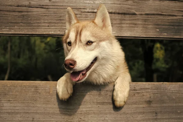 Husky ou lobo em fundo de madeira, espaço de cópia . — Fotografia de Stock