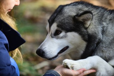 Dostluk arasında insan ve evde beslenen hayvan. El ve köpek pençe. Güven, yardım ve arkadaşlık. Eğitim köpekler kavramı