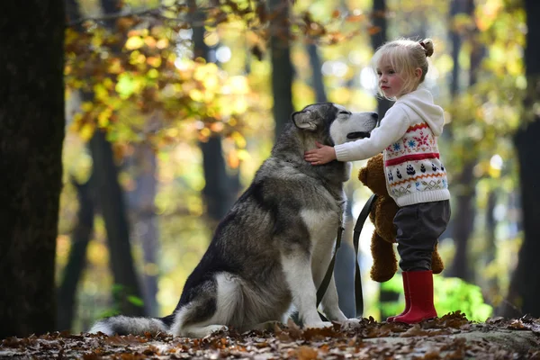 Infanzia, gioco e divertimento. Bambina con cane nella foresta autunnale. Attività e riposo attivo. Cappuccio rosso con lupo nei boschi delle fiabe. Bambino giocare con husky e orsacchiotto su aria fresca all'aperto — Foto Stock