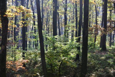 Ormandaki ağaçlar sonbahar. Sonbahar ormanda. Sonbahar doğa manzara. Woodland güneşli. Yolculuk tutkusu ve tatil