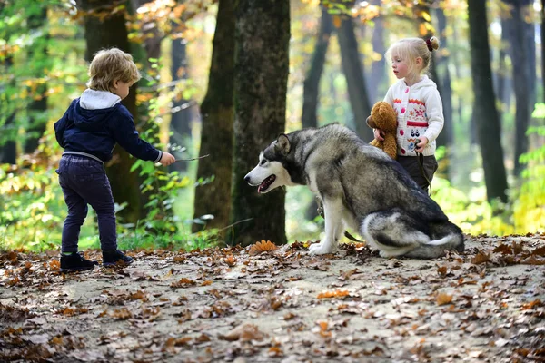 Niños entrenando perro en bosque de otoño. Niños amigos jugar con husky mascota en el bosque —  Fotos de Stock