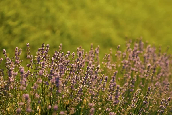 Fleurs aux pétales violets sur herbe verte paysage — Photo