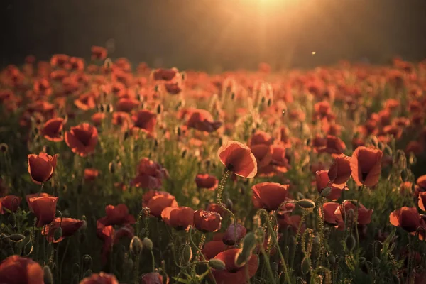 Die Erinnerung Mohn - Mohn Appell. — Stockfoto