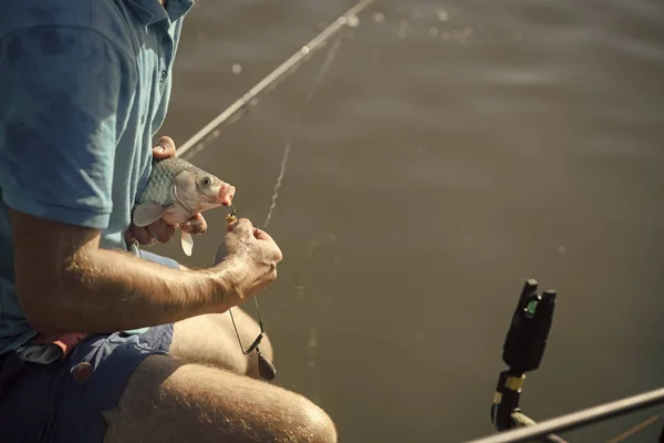 Carpa, carpa cruciana, trucha en anzuelo, pesca con caña —  Fotos de Stock