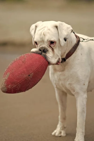 White rottweiler with red ball — Stock Photo, Image