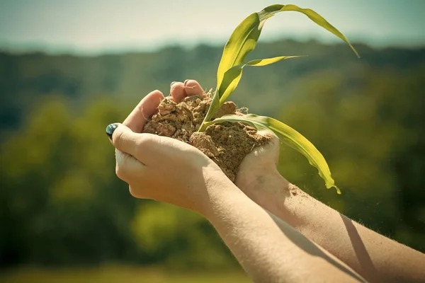 Landbouw, kweken van planten, plant zaailing. — Stockfoto