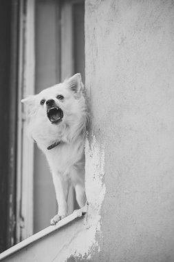 Küçük köpek penceresinde baying