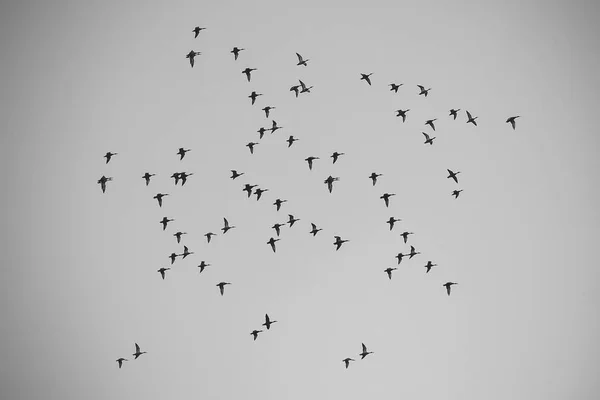 Muitas aves no céu — Fotografia de Stock