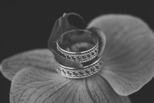 Wedding rings and orchid — Stock Photo, Image