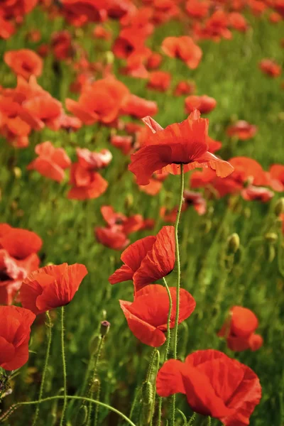 Den, Anzac Day, serenity. — Stock fotografie