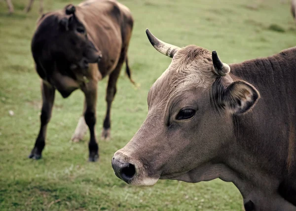 Kráva v krajině pastvin, ekologie. — Stock fotografie
