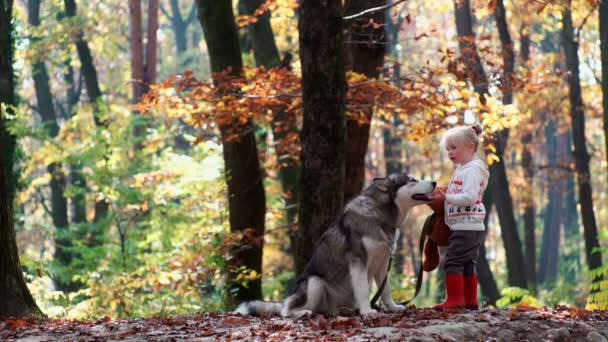 Dziewczyna i pies. Piękna kobieta, grając z psem. Dziecko i pies. Dziewczyna bawi się pies w lesie. Dziewczynka z husky w lesie. Dziewczyna gra z jej husky w parku. — Wideo stockowe