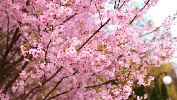 Blooming pink sacura trees. Cherry trees blooming — Stock Video