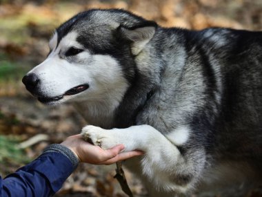 Eğitim köpekler kavramı. El ve köpek pençe. Dostluk arasında insan ve evde beslenen hayvan. Güven, yardım ve arkadaşlık