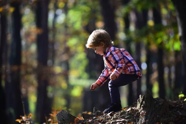 Дети играют в осеннем лесу. Ребенок на свежем воздухе — стоковое фото
