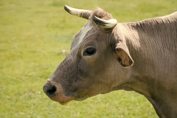 Kráva na letní pastvině — Stock fotografie