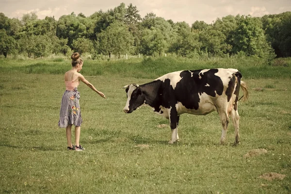 Állatorvos, a farm tehén takarmányozása. — Stock Fotó