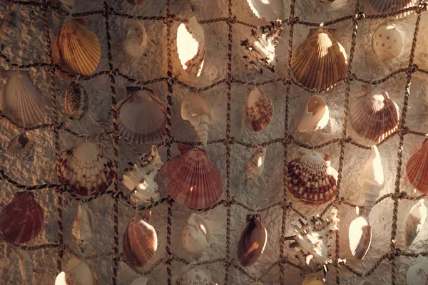 Nätverk med vackra snäckskal som dekor. Fiske, fisknät med snäckskal. Decor och havet koncept. Dekoration för inredning, dekoration av väggar, naturlig skönhet. — Stockfoto