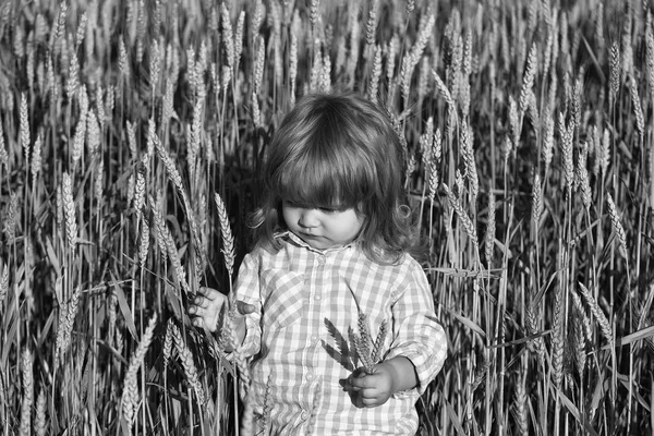 Pequeno menino no campo verde de espiguetas grama — Fotografia de Stock