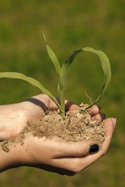 elini tut Filiz kara, yeni hayat.
