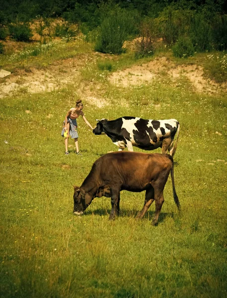 Pueblo, ganadería, pastoreo de campo, carne de vacuno . —  Fotos de Stock