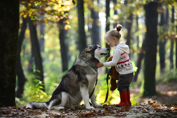 Red Riding Hood Met Wolf Bos Sprookje Meisje Met Hond — Stockfoto