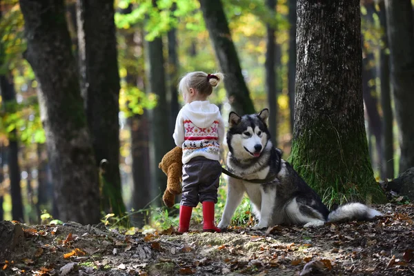 森を歩く犬と少女 — ストック写真