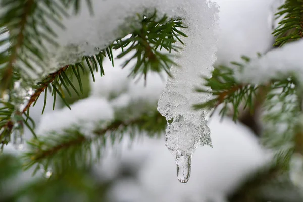 Um ramo de pinho com agulhas longas cobertas de neve branca fresca em um dia ensolarado gelado de inverno. Decoração natural. Ar fresco e prazer da natureza. As férias estão a chegar. A primeira neve. Inverno — Fotografia de Stock