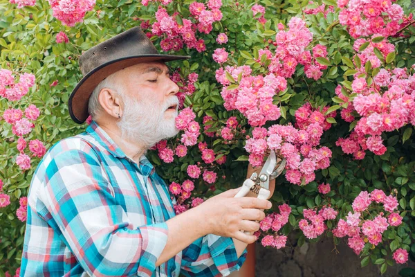 Abuelo trabajando en el jardín sobre el fondo de rosas. Abuelo disfrutando en el jardín con flores. Retrato de hombre barbudo viejo guapo sobre fondo de primavera. — Foto de Stock